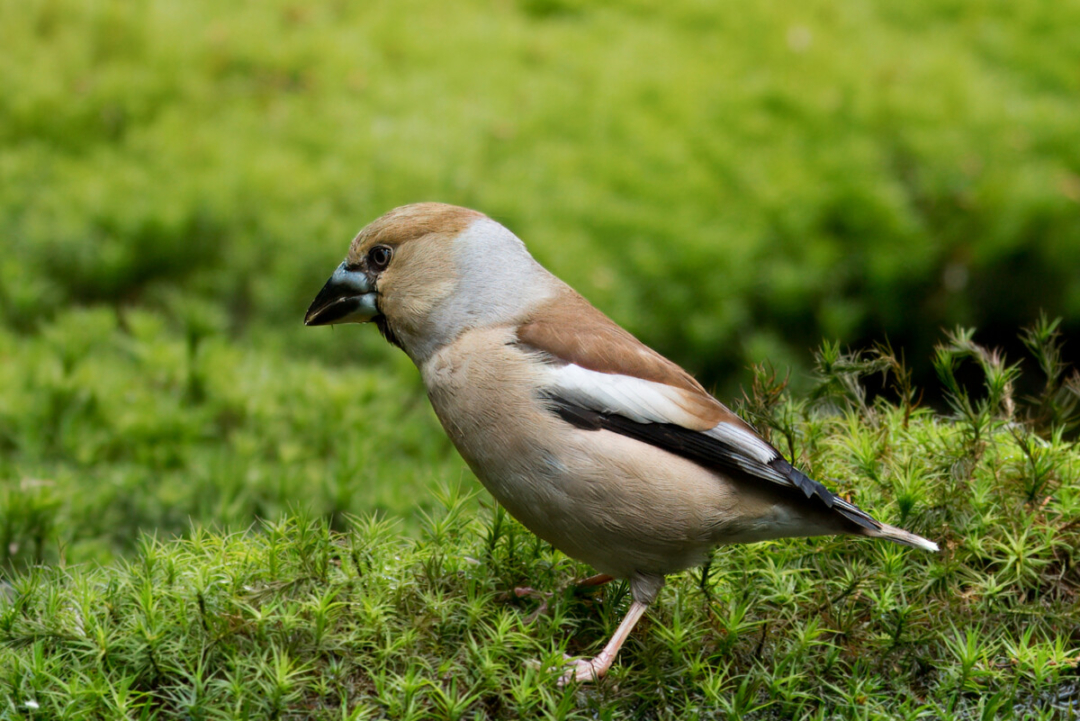 Appelvink